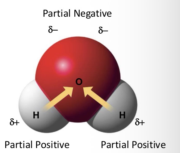 <p>Oxygen; shared electrons in covalent bond are pulled towards oxygen. This gives oxygen a partial negative charge, while H has a partial positive charge.</p>