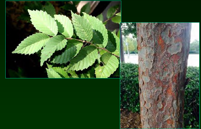 <p>•</p><p>Native to Asia</p><p>•</p><p>Popular urban tree</p><p>•</p><p>Key Characters:</p><p>•</p><p>Small serrate leaves</p><p>•</p><p>Peeling bark</p>