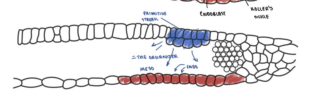 <ul><li><p>NODAL expression defines the primitive streak </p></li><li><p> NODAL forms the organizer: organizes cells into mesodermal and endodermal cells (needed and sufficient for orientation of embryo)</p></li></ul><p></p>