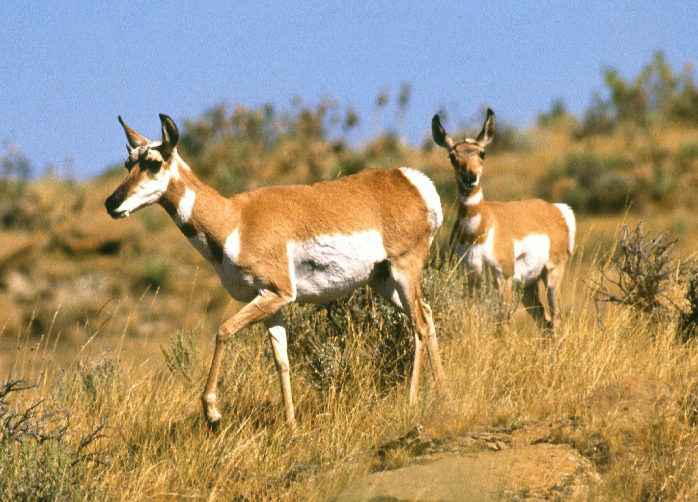 <p>What is the common AND scientific name of these ungulates?</p>