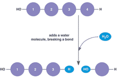 <p>chemical process, splits molecule by adding water</p>