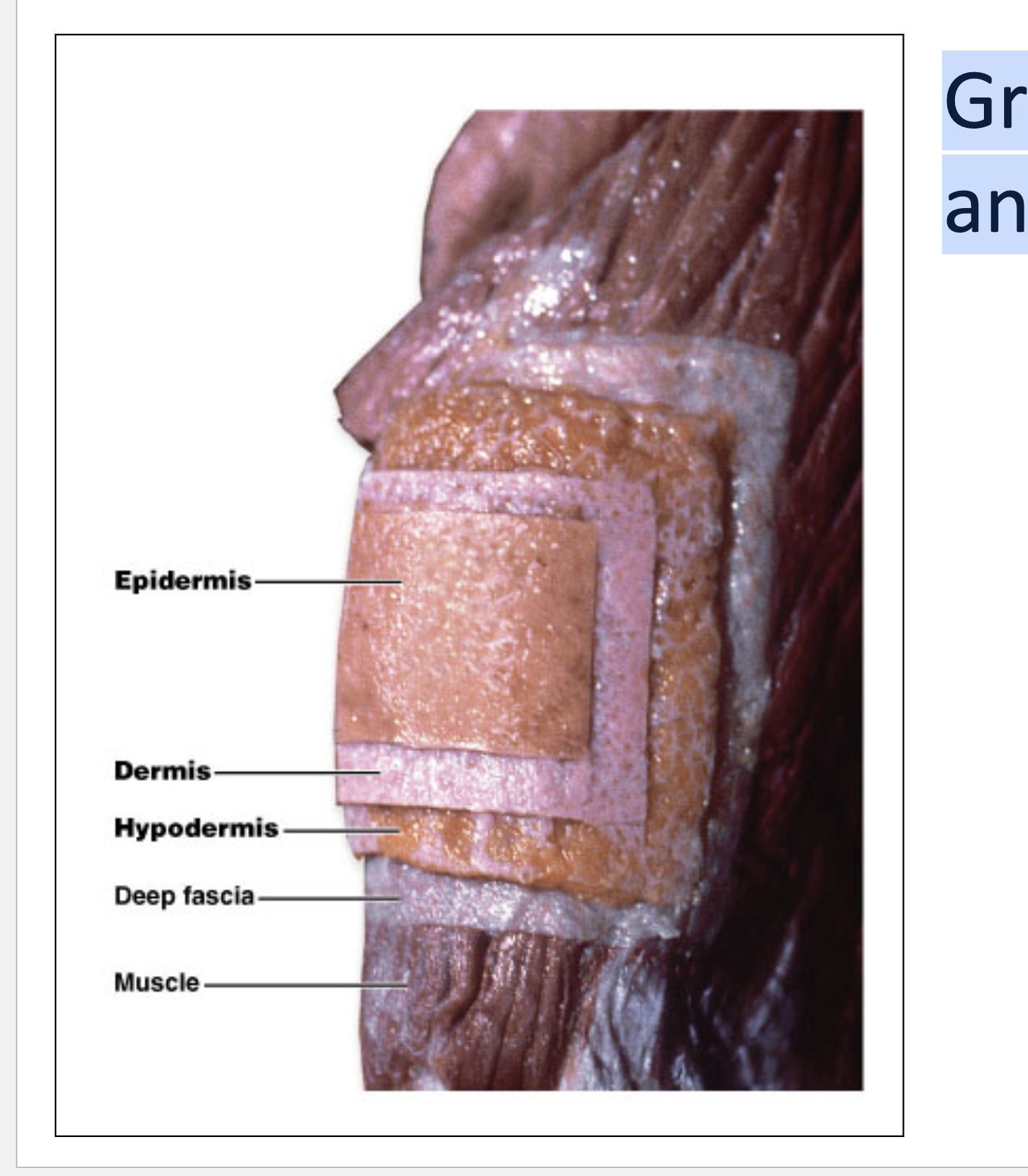 <p></p><ul><li><p>epidermis then dermis </p></li><li><p>hypodermis (has lot of adipose tissue)</p></li></ul><p></p>