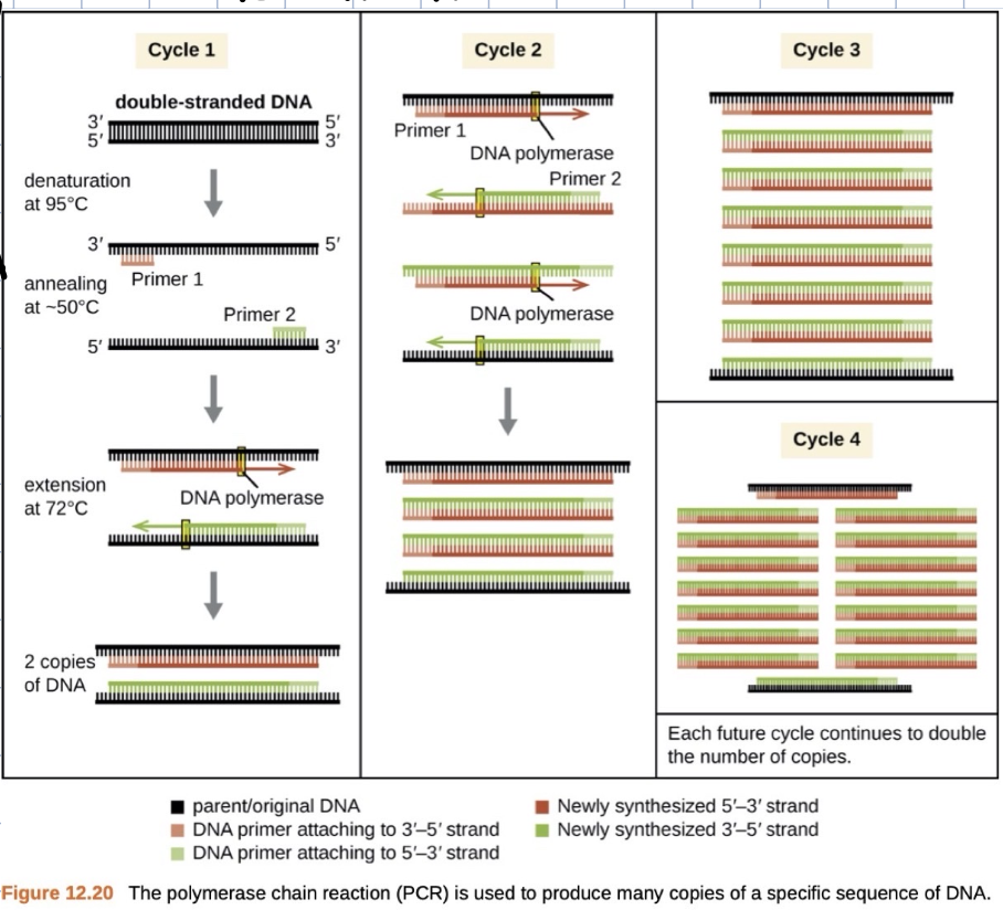<p>INVITRO - inside a thermal cycler</p><ul><li><p>cycle 1: starts with 1 strand of ds DNA</p><ul><li><p>1. denaturation: causes the strands to come apart</p><ul><li><p>melting of the strands which is done by rasing the temp</p></li></ul></li><li><p>2. annealing: thermal cycler cools down causing this to happen</p><ul><li><p>inside thermal cycler tube is the template dna, some primers, dna polymerase, and atcg’s</p></li><li><p>in this phase the primers bond on to our 2 ss DNA</p></li></ul></li><li><p>3. extension: dna polymerase does this</p><ul><li><p>it starts adding on to the 3’ end. it synthesizes on 1 strand and on to the other strand going in the oppo direction and doing this gives us 2 copies of dna</p></li></ul></li><li><p>after this cycle it does it again</p></li></ul></li><li><p>cycle 2: starts with 2 ds DNA</p><ul><li><p>same thing occurs from cycle 1 and now we have 4x as much from where we started</p></li><li><p>continues going making lots of dna</p></li></ul></li><li><p>now with all of this dna u can do tests with them like electrophoresis, etc</p></li></ul><p></p>