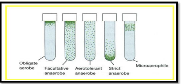 <p><span style="font-size: medium;">Aerotolerant microorganisms</span></p><p>a. are anaerobic but able to live in the presence of oxygen</p><p>b. need atmospheric levels of oxygen to survive</p><p>c. require a reduced amount of oxygen to survive</p><p>d. are aerobic</p>