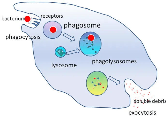 <p>A type of bulk transport and endocytosis where a cell engulfs large, solid particles or whole cells using its plasma membrane</p><ul><li><p>(cellular eating), the cell membrane surrounds a particle and engulfs it</p></li><li><p>a type of active transport (bulk transport) known as "cell eating," where a cell engulfs large, solid particles or whole cells into a vesicle</p></li></ul><p></p>