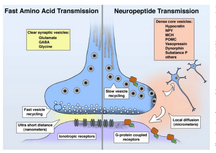<p>like all peptides/proteins, neuropeptides are encoded by <u>mRNA</u> and synthesized by <u>ribosomes</u></p><p>…synthesized via <strong><u>proteolytic processing</u></strong> — cleave inactive proteins into active proteins using enzymes…</p><ul><li><p><u>pre-propeptides</u> (have a signal sequence<span style="color: rgb(179, 172, 172);"> that allows them to cross into the ER)</span></p></li><li><p>→ peptidases cut them into <u>propeptides</u></p></li><li><p>→ propeptide is packaged into vesicles & processed into <u>individual ACTIVE peptides</u></p></li></ul><p>__</p><p>most neuropeptides act on <u>metabo- Rs</u></p><p>neuropeptides are degraded by <u>extra- peptidases</u></p><p>_</p><p>true</p><ul><li><p>neuropeptides have many functions, like metabolism, <u>appetite</u>, analgesia, mood, hormone regulation, <u>brain/gut</u>, <u>hypothalamic-releasing hormones</u>, etc.</p></li></ul><p>__</p><p>neuropeptides work together with small molecule NTs (like amino acids: glutamate, GABA, glycine) but on different time & spatial scales</p><ul><li><p>^ fast-acting NTs have <u>fast vesicle recycling & work short distances (i.e. in synapse)</u></p></li><li><p>^ neuropeptides have <u>slow vesicle recycling & local diffusion (released in the brain’s extra- space)</u></p></li></ul><p></p>
