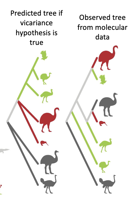 <p><span>What does the Gondwana-origin/vicariance hypothesis predict about ratite relationships?</span></p>