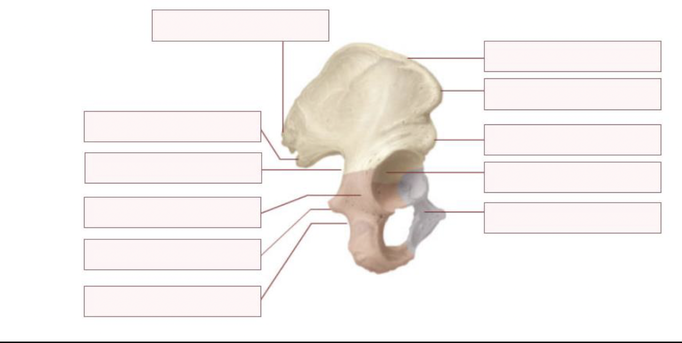 <p>Fill this out for the right hip bone</p>