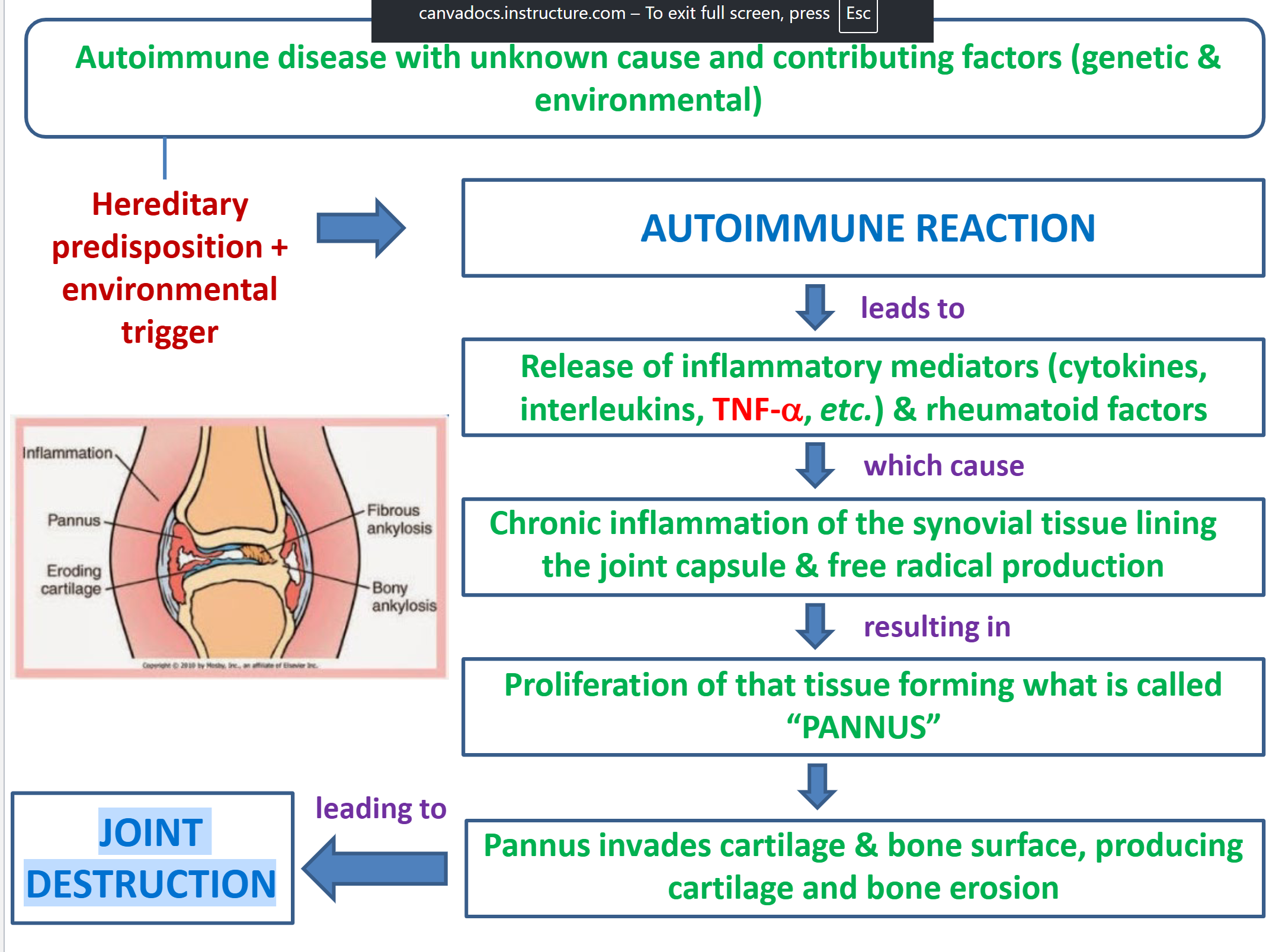 <p>1) Release of inflammatory mediators (cytokines,</p><p>interleukins, TNF-α, etc.) & rheumatoid factors</p><p></p><p>2) Chronic inflammation of the synovial tissue lining</p><p>the joint capsule & free radical production</p><p></p><p>3) Proliferation of that tissue forming what is called</p><p><span style="color: yellow;"><strong>“PANNUS”</strong></span></p><p></p><p><span style="color: rgb(246, 246, 246);">4) </span><span style="color: rgb(246, 246, 246);">Pannus invades cartilage & bone surface, producing</span></p><p><span style="color: rgb(246, 246, 246);">cartilage and bone erosion</span></p><p></p><p><span style="color: rgb(246, 246, 246);">5) JOINT Destruction</span></p><p></p>