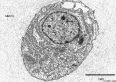<p>What cell is shown in this EM image?</p>