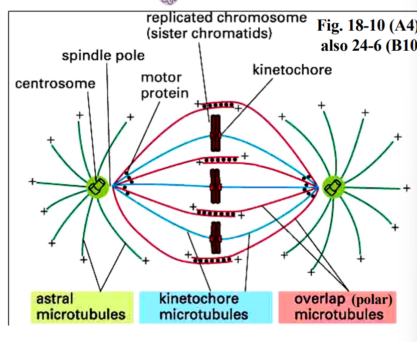 <p><span style="background-color: transparent;"><strong>Prometaphase</strong></span></p>