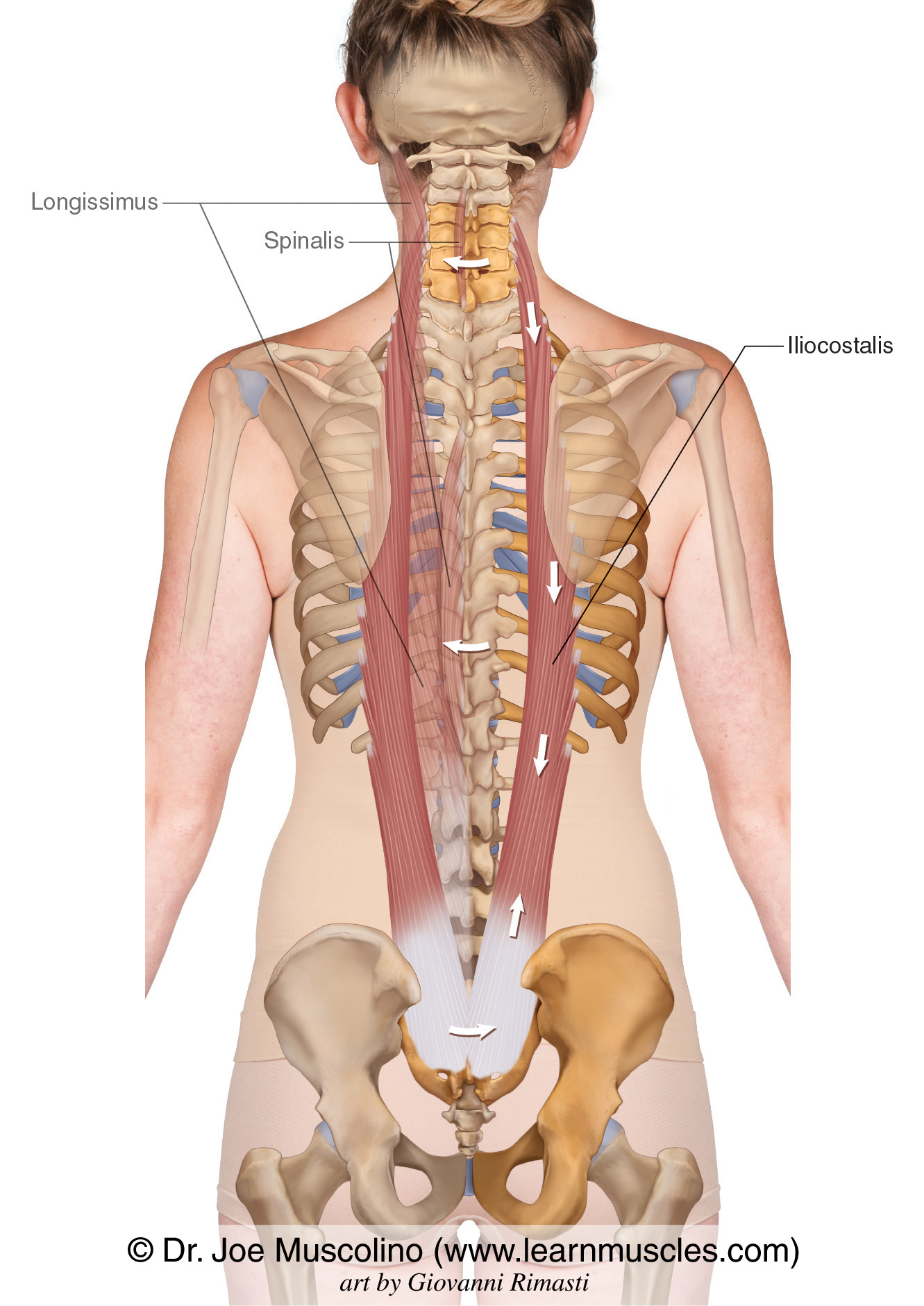 <p>ilicostalis (<strong>I</strong> in <strong>I </strong>Love Sports)</p>