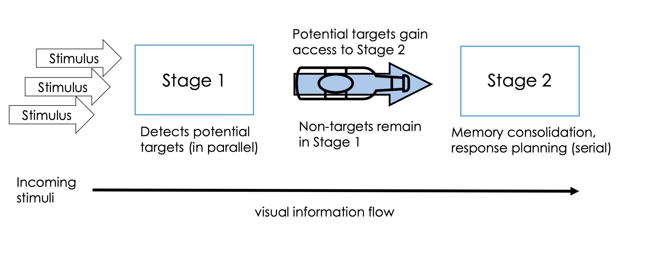 <ul><li><p>Suggests that <strong>sensory detection</strong> (stage 1) occurs in <strong>parallel</strong> (can sense many different things at once), but <strong>conscious awareness + working memory consolidation </strong>(stage 2), occur <strong>serially</strong>, resulting in ‘bottleneck’, where not all visual input can be processed to reach our conscious awareness</p></li></ul><p></p>