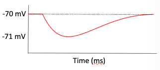 <p>Chemically-gated Cl- channel graded potential</p>