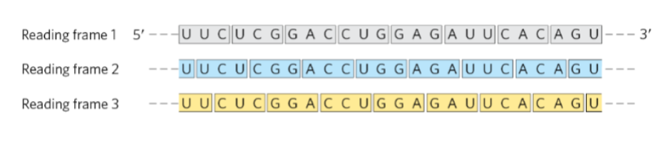 <p>define a reading frame </p>