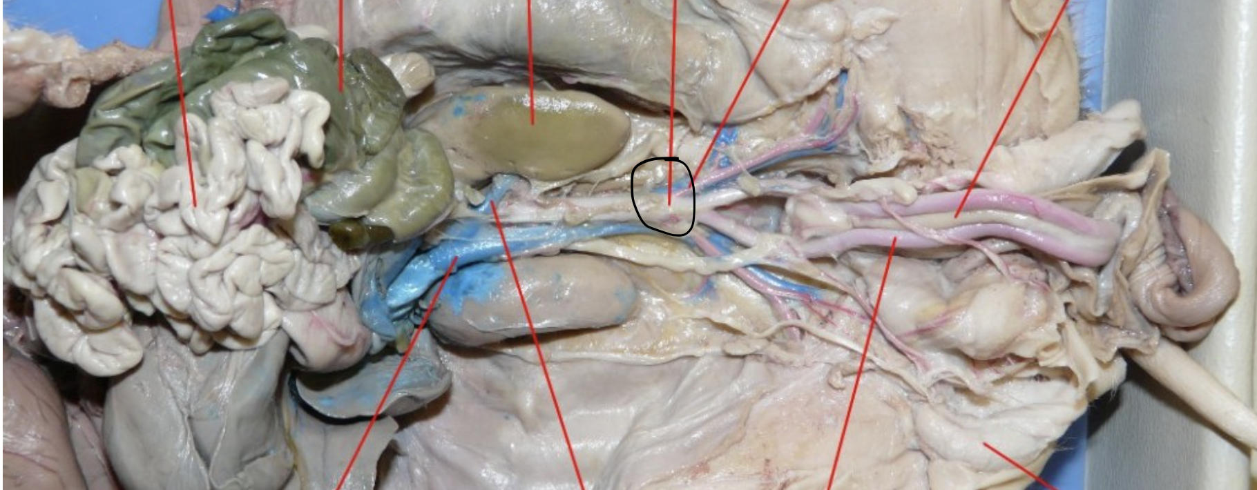 <p>Identify this Organ</p>