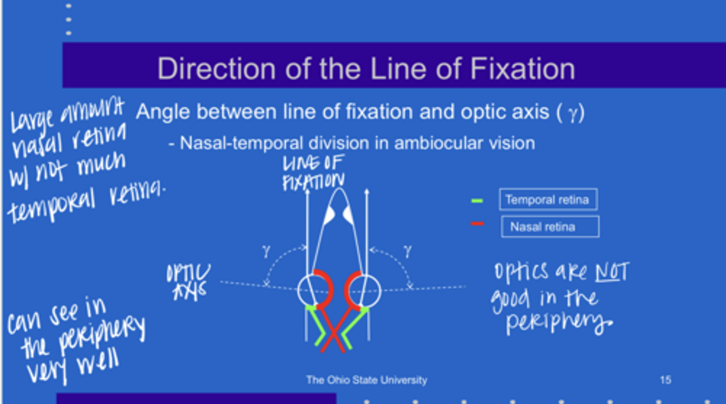 <p>In an animal with a larger angle γ, are the optics (VA) good in the periphery?</p>
