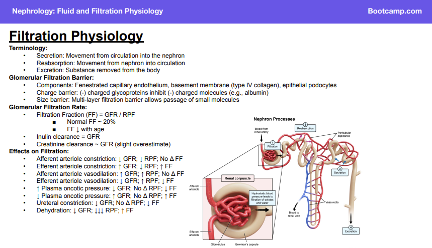 <p>Answer: Movement of a substance from the nephron into the circulation.</p><p>Extra Information:</p><ul><li><p>The direction is nephron → blood.</p></li></ul><p></p>