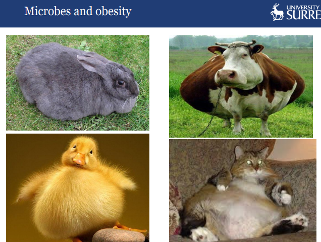 <p>there may be a link between microbes and obesity - like dry feeds have probiotics and prebiotics(food for probiotics)</p>