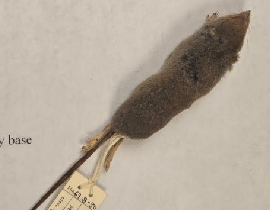 <p>What is the species name?</p>