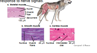 <p>Responsible for movement.</p><p>Long cells (muscle fibers) that contract in</p><p>response to nerve signals.</p>