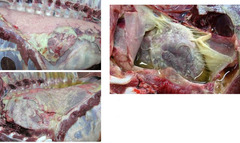 <p>What is this in pigs?</p>
