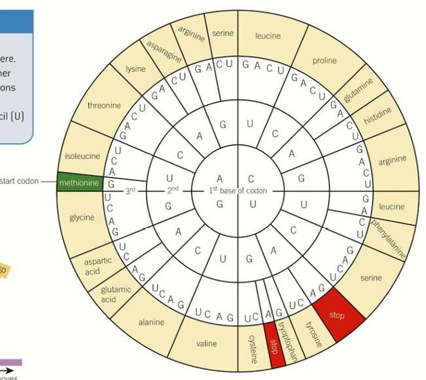 <p>What is this diagram called </p>