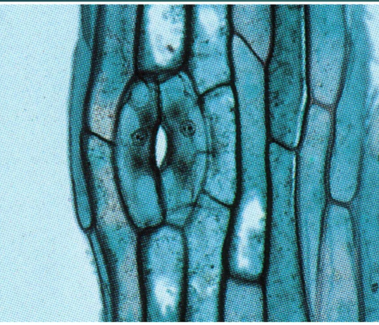 <p>what is this showing - what kind of cells and what do they do </p>