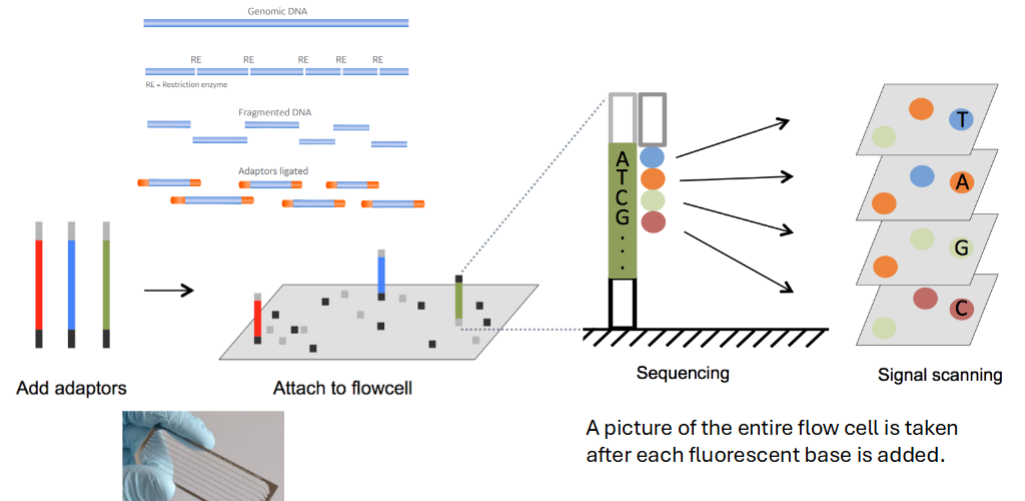 <p><span style="background-color: transparent;">A picture of the entire flow cell is taken </span><span>after each fluorescent base is added</span><span style="background-color: transparent;">.</span></p>