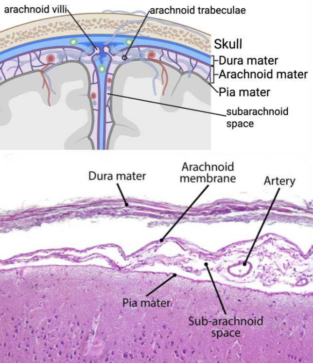 <p>Protrusions into dural venous sinuses involved in <strong>CSF reabsorption</strong></p>