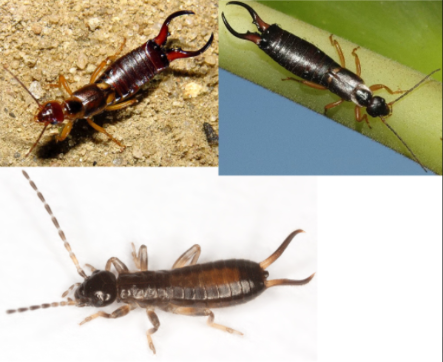 <p>ŘÁD- česky, latinsky</p><p>Podřád- /</p><p>Infrařád- /</p><p>Čeleď- /</p><p>Rod- /</p><p>Druh- česky</p><p>(nelétavý, omnivorní)</p>