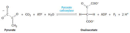 <p>1st step of gluconeogenesis</p><p>catalysed by <span style="background-color: transparent;"><strong>pyruvate carboxylase</strong></span></p>