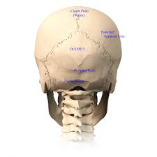<p>narrow raised area (lines on back of skull)</p>