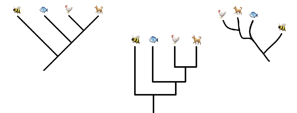 <ul><li><p>there are several ways to draw trees, but the information conveyed about relationships among taxa is the same </p></li><li><p>relative positions from left to right <em>do not </em>indicate relatedness </p><ul><li><p>distance to most recent common ancestor does (ie; the more recently that 2 groups share a common ancestor, the more closely related they are)</p></li></ul></li></ul><p></p>