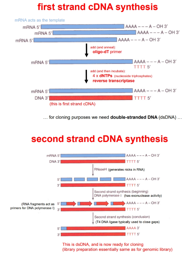 <p>(following mRNA purification)</p><ul><li><p>an <strong>oligo(dT) primer</strong> is used to prime synthesis, because the mRNA has a <strong>poly(A) tail</strong></p></li><li><p><strong>reverse transcriptase</strong> is used to add complementary <strong>dNTPs </strong>to the strand</p></li><li><p>this produces one cDNA strand bound to the mRNA strand</p></li><li><p><strong>RNAase H </strong>produces <strong>nicks </strong>in the RNA strand, so that the RNA fragments can act as <strong>primers </strong>for <strong>DNA polymerase-I</strong></p></li><li><p>this has <strong>exonuclease </strong>activity and can <strong>digest </strong>the <strong>RNA</strong> as it polymerises a complementary cDNA strand</p></li><li><p><strong>DNA ligase</strong> must be used to close up the gaps</p></li><li><p>this is inserted into a vector and used to produce a <strong>cDNA library</strong></p></li></ul><p></p>