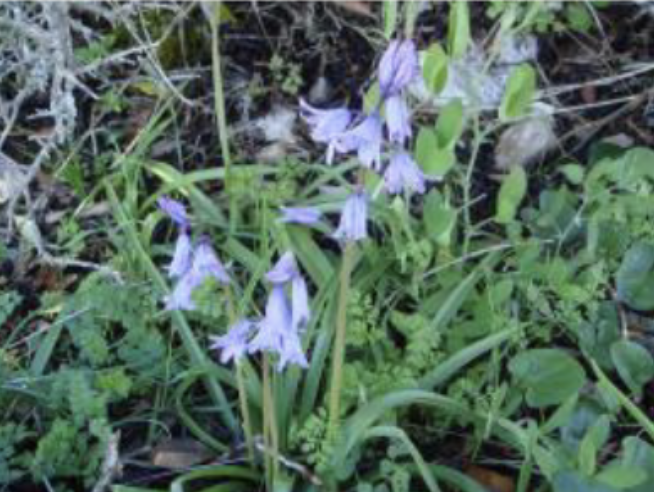 <p>6-8 flowers, widely campanulate, loose raceme<br>tepals not curved at tips<br>Blue anthers</p>