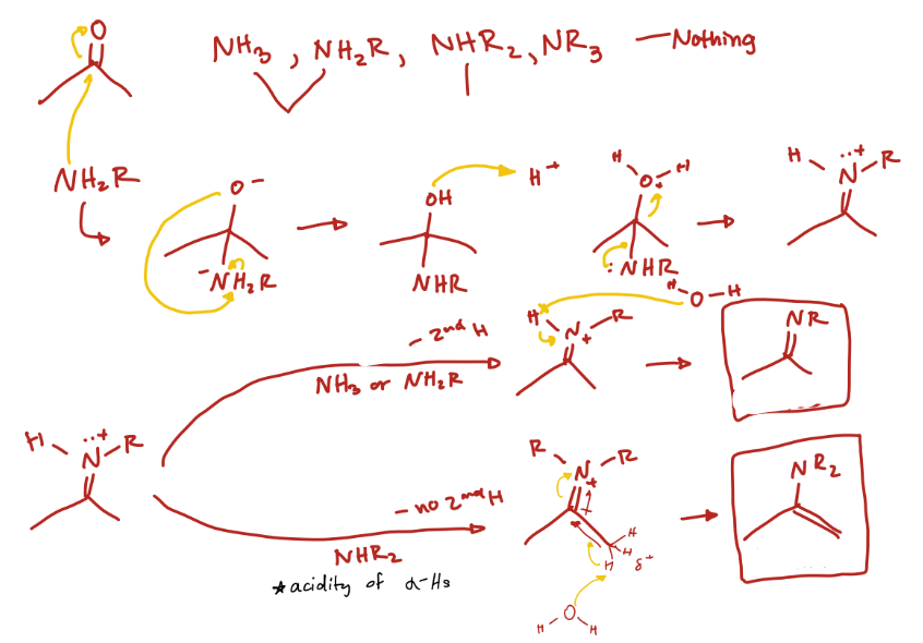 <p>What is the product of a carbonyl reaction with the nitrogen nucleophiles NH3 & NH2R?</p>