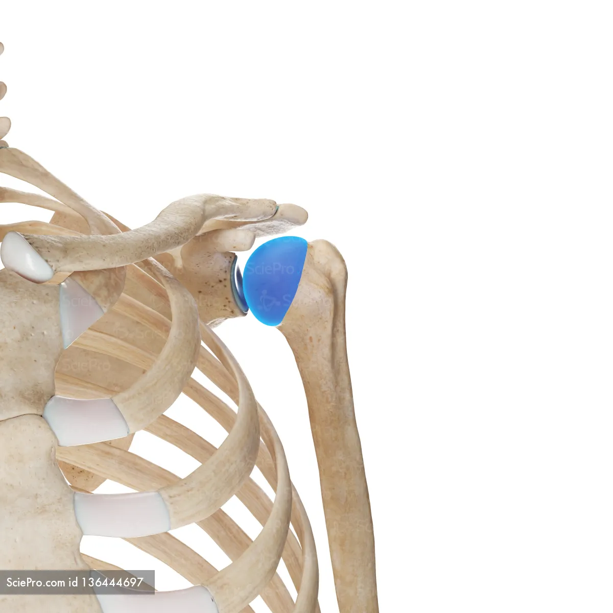 <p>landmark of humerus</p>