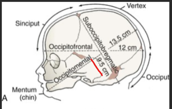 <ul><li><p><span style="color: rgb(29, 133, 214);"><strong>9.5 cm</strong></span>: when baby tucks head→ <span style="color: rgb(65, 146, 203);"><strong>suboccipitobregmatic</strong></span></p><ul><li><p>if not tucked = 13.5 cm (baaad)</p></li></ul></li></ul><p></p>
