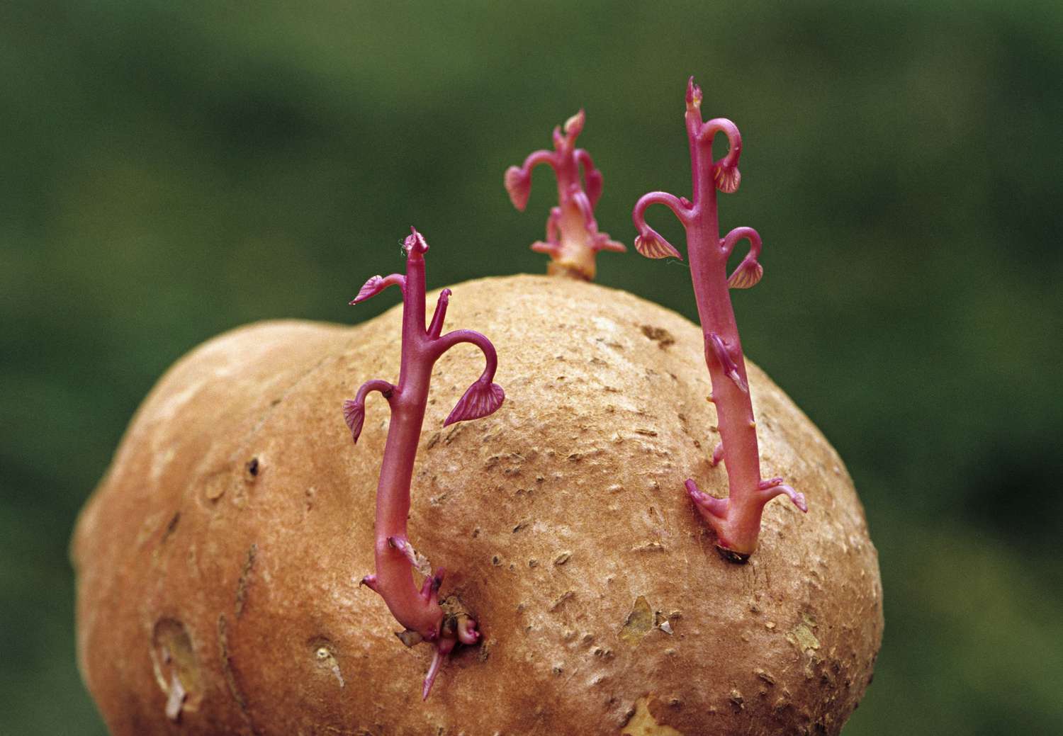 <p>asexual reproduction</p>