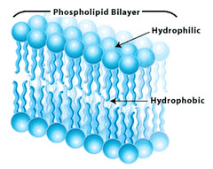 <p>Lipid molecules are</p>