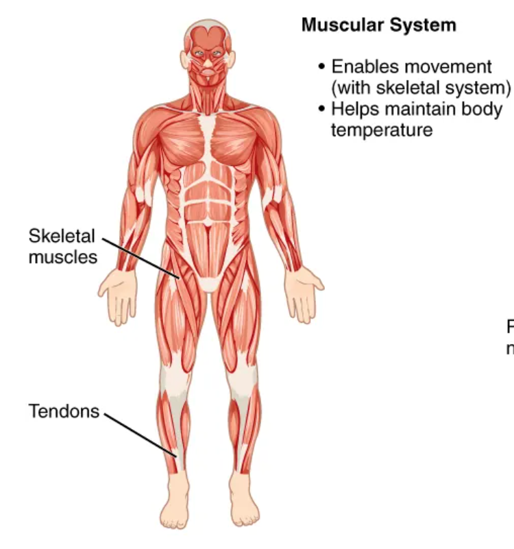 <p>motion support, heat production (skeletal muscles, tendons)</p>