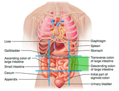 <p>Middle left abdominal region</p>