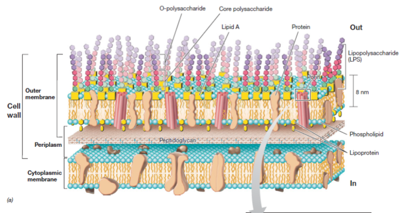 <p>Glycolipid (Lipopolysaccharide)</p>