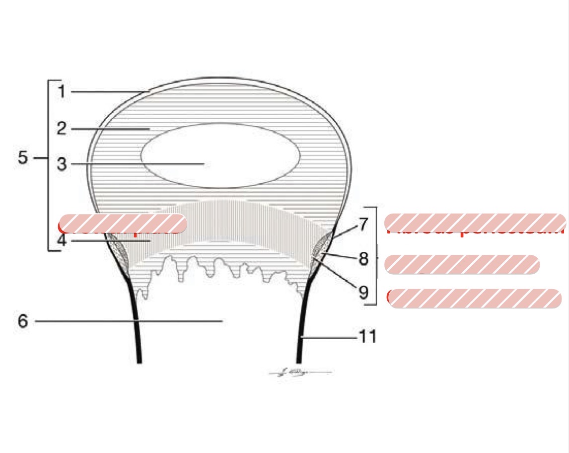 <p>Label the provided parts of the fibrous component of the growth plate </p>