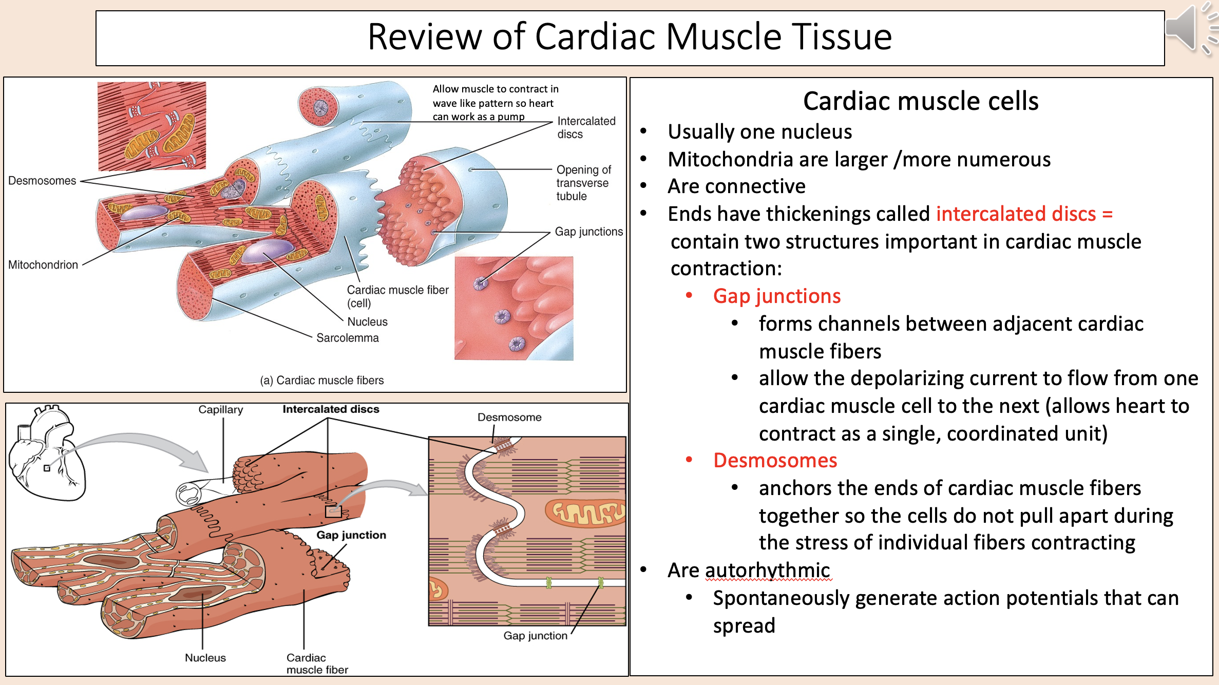 <p>cardiac muscle cells</p>