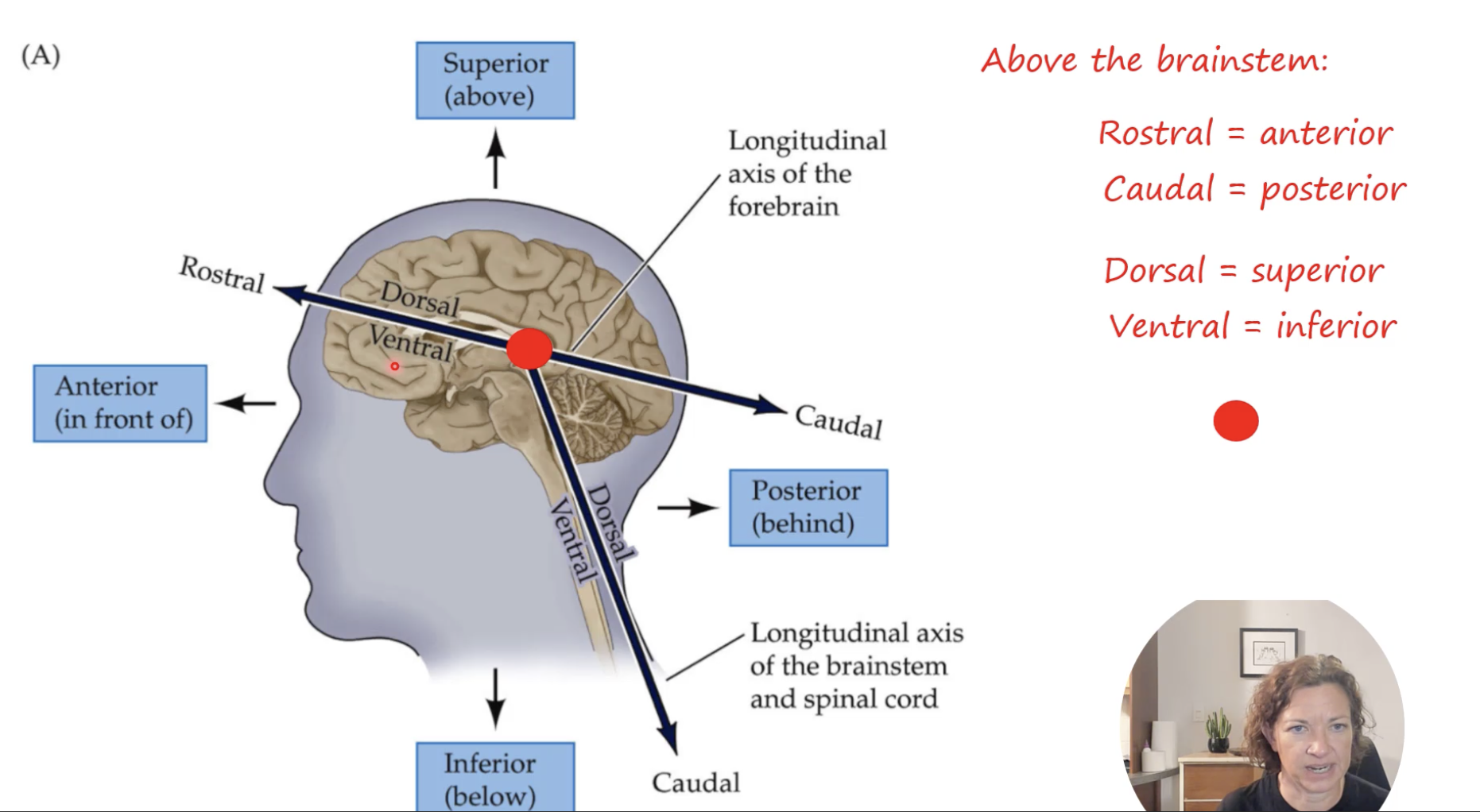 <p>Rostral = Anterior</p><p>Caudal = Posterior</p><p>Dorsal = Superior</p><p>Ventral = Inferior</p>