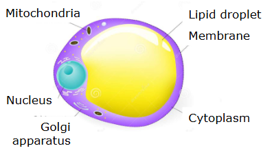 <p>Fat is primarily stored in <strong>adipose tissue</strong> in the form of <strong>triacylglycerols (TAGs)</strong> within specialized cells called <strong>adipocytes</strong>.</p><p>At the cellular level:</p><ul><li><p>Adipocytes contain a <strong>large central lipid droplet</strong> that occupies most of the cell volume.</p></li><li><p>This droplet stores TAGs in a <strong>hydrophobic core</strong>, allowing efficient energy storage without water.</p></li><li><p>TAGs consist of <strong>three fatty acids esterified to a glycerol backbone</strong>, making them highly energy-dense (~9 kcal/g).</p></li></ul><p>Fat storage occurs mainly in <strong>lipid droplets</strong>, which are dynamic organelles regulated by proteins such as <strong>perilipin</strong> that control access to stored fat.</p>