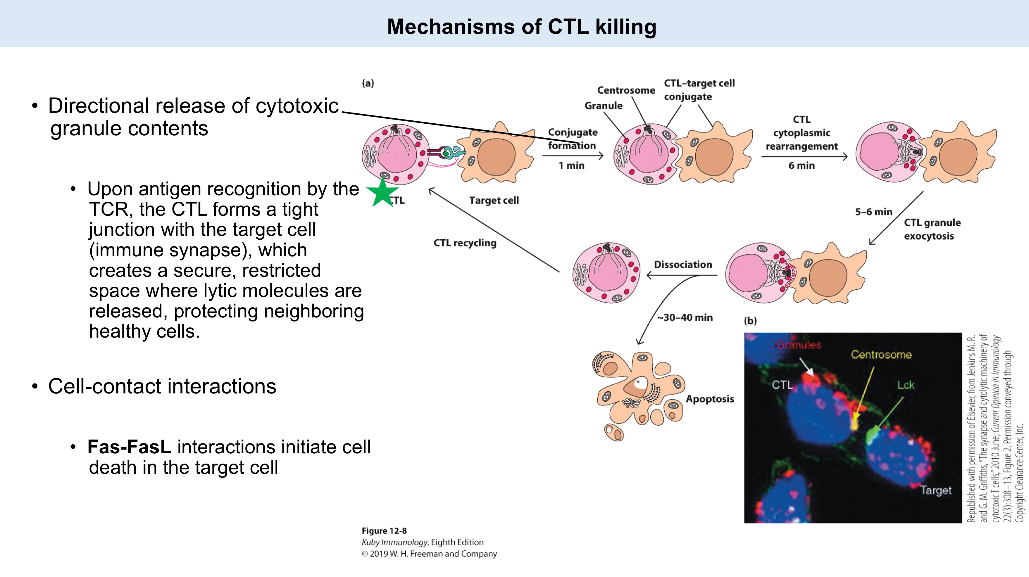 <p><strong>Mechanisms of CTL killing:</strong></p><ul><li><p><strong>Directional release of cytotoxic granule contents</strong></p><ul><li><p>Upon antigen recognition by the _, the CTL forms a _ with the target cell (immune synapse), which creates a secure, restricted space where _ molecules are released, protecting healthy neighboring cells.</p></li></ul></li><li><p><strong>Cell-contact interactions</strong></p><ul><li><p>_ interactions initiate cell death in target cell</p></li></ul></li></ul><p></p>