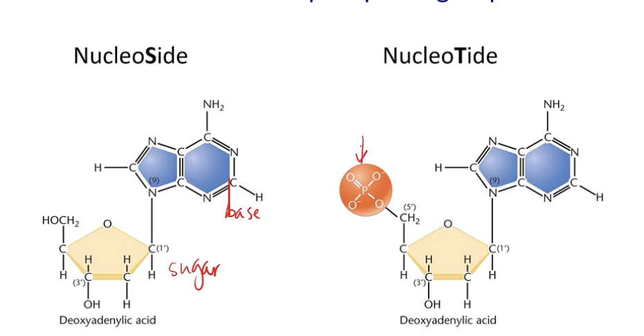 <p>Nucleotides have a base, sugar, and a phosphate group; Nucleosides lack a phosphate group</p>